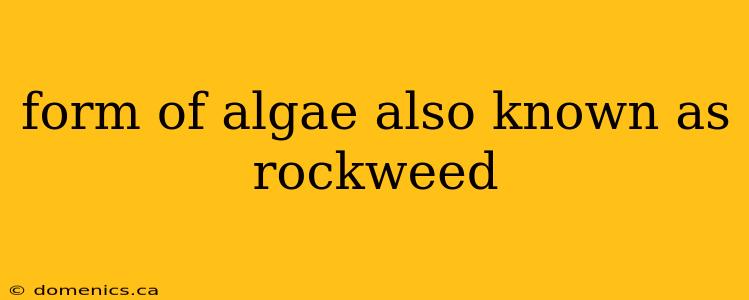 form of algae also known as rockweed