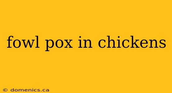 fowl pox in chickens