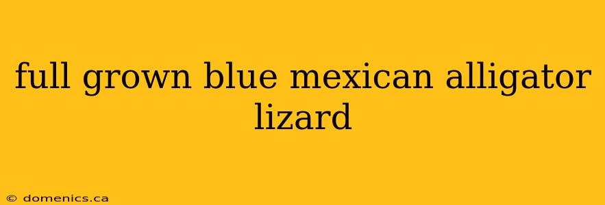 full grown blue mexican alligator lizard