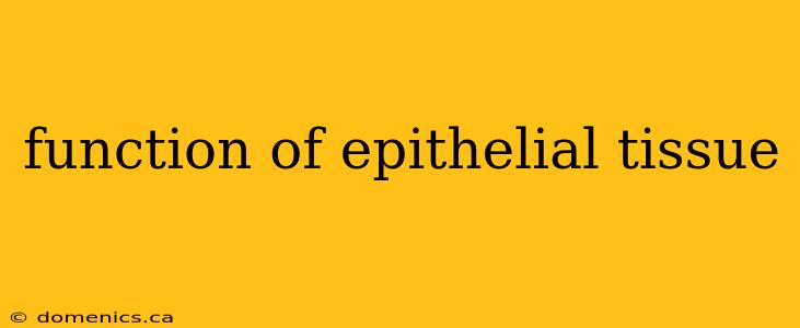 function of epithelial tissue