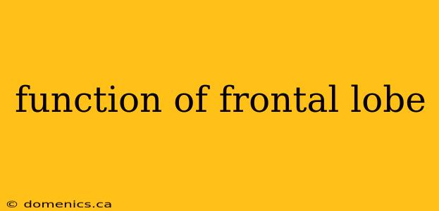 function of frontal lobe