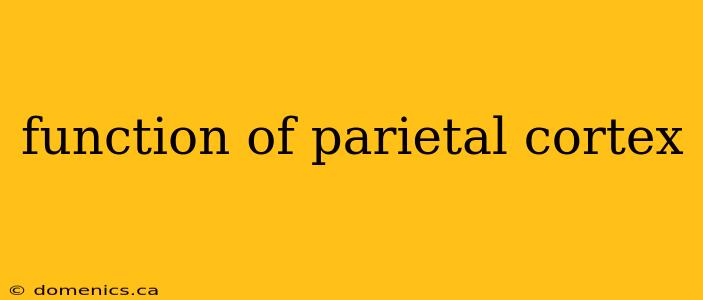 function of parietal cortex