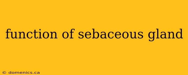 function of sebaceous gland