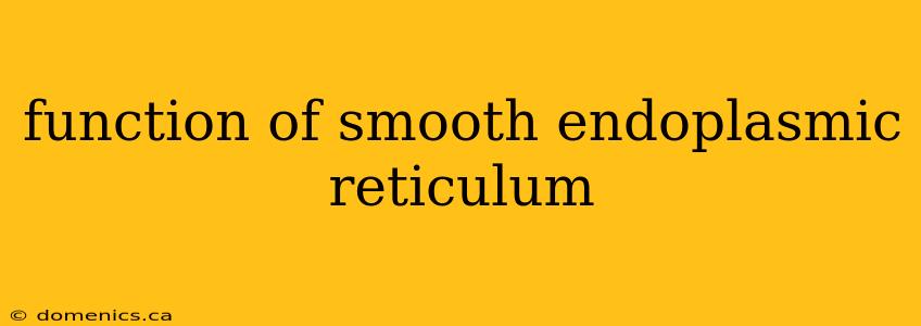 function of smooth endoplasmic reticulum