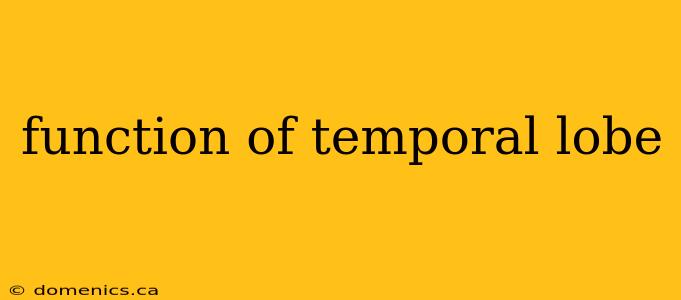 function of temporal lobe