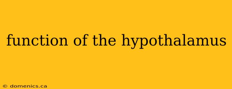 function of the hypothalamus