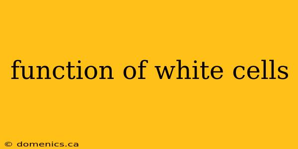 function of white cells