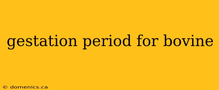 gestation period for bovine