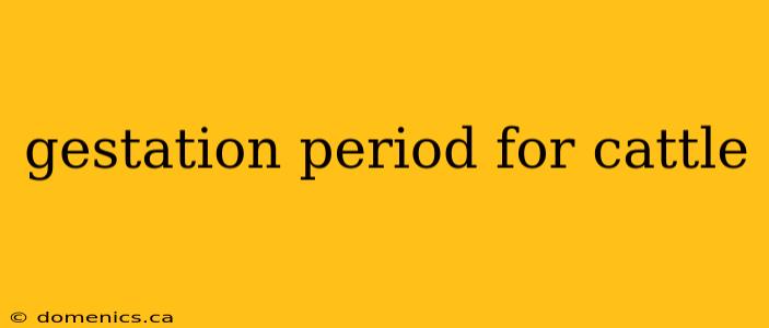 gestation period for cattle