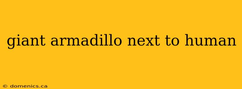 giant armadillo next to human