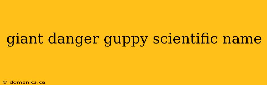 giant danger guppy scientific name