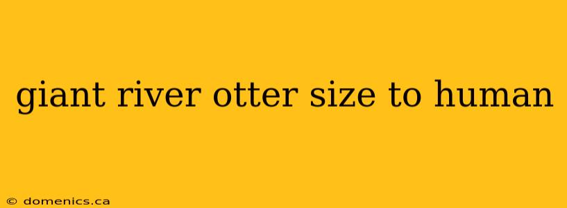 giant river otter size to human