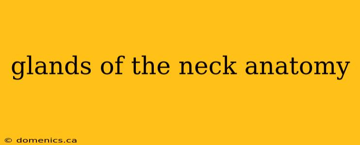 glands of the neck anatomy