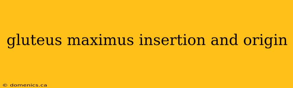 gluteus maximus insertion and origin