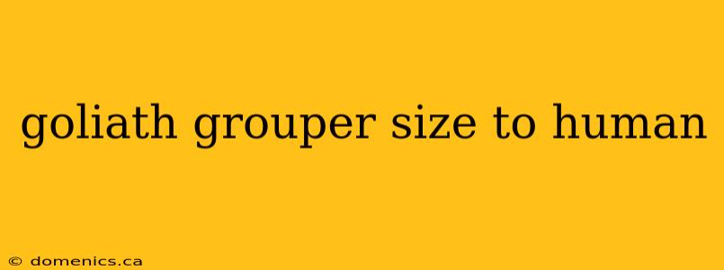 goliath grouper size to human