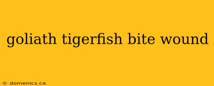 goliath tigerfish bite wound