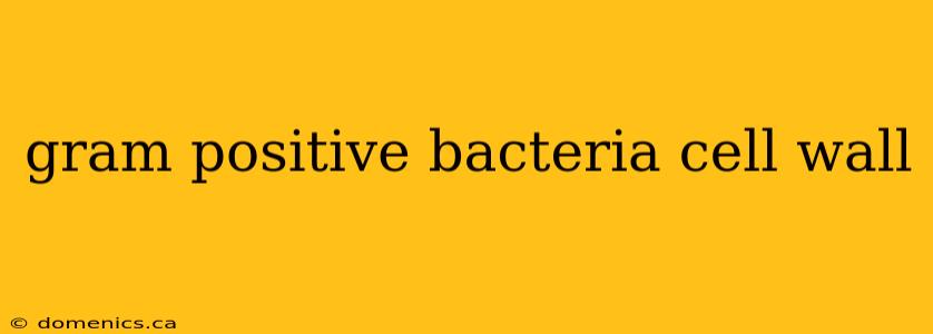 gram positive bacteria cell wall