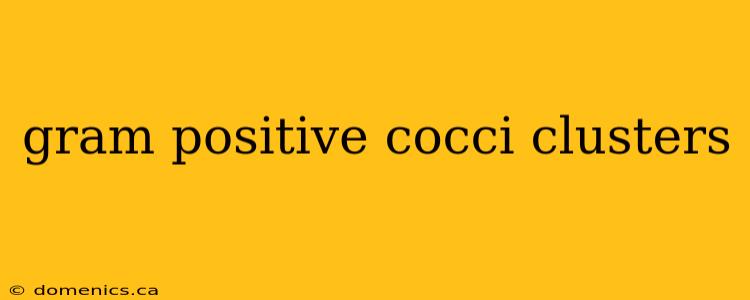 gram positive cocci clusters