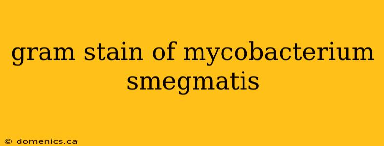 gram stain of mycobacterium smegmatis