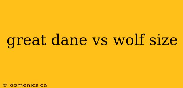 great dane vs wolf size