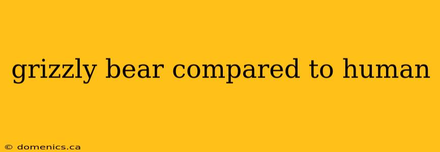 grizzly bear compared to human