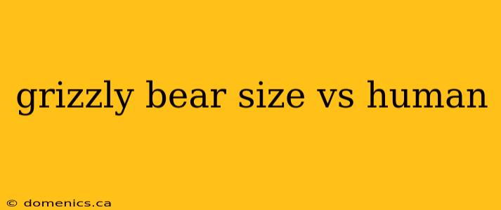 grizzly bear size vs human