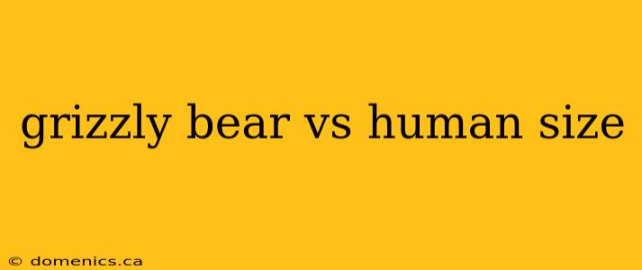 grizzly bear vs human size