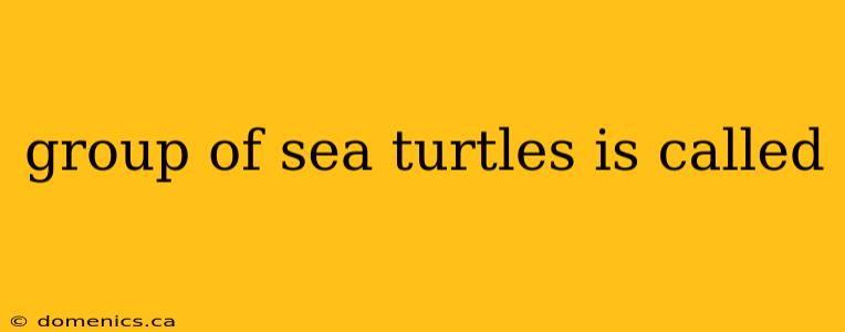 group of sea turtles is called