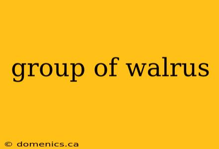 group of walrus