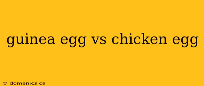 guinea egg vs chicken egg