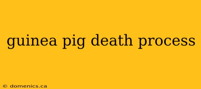 guinea pig death process