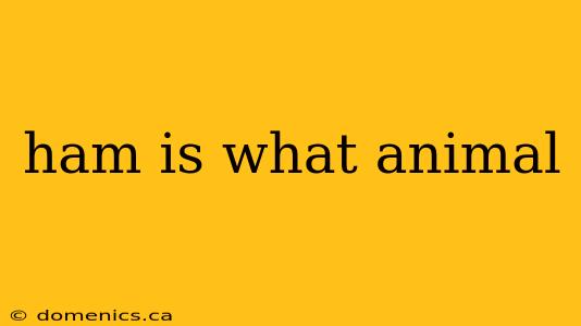 ham is what animal