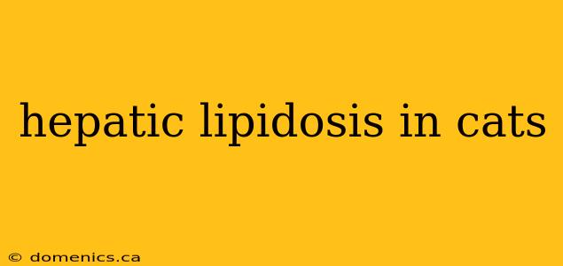 hepatic lipidosis in cats