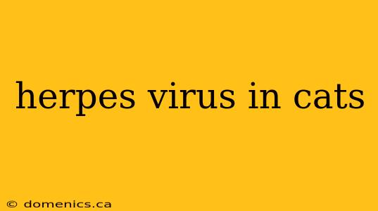 herpes virus in cats