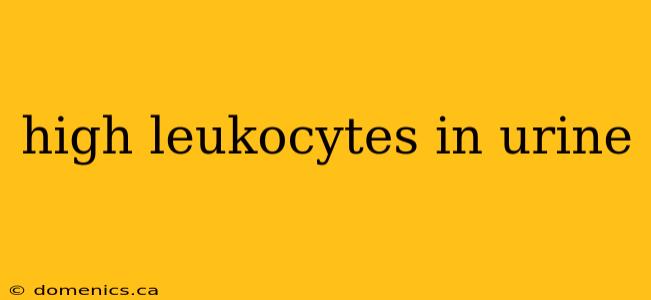 high leukocytes in urine