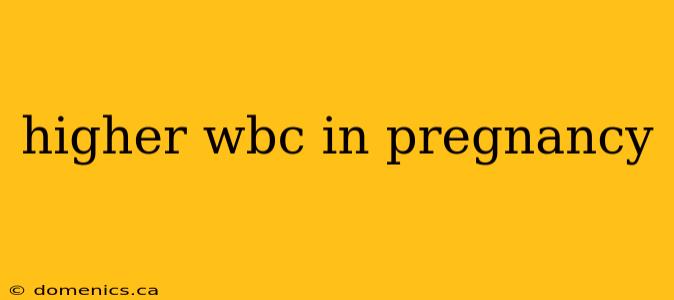 higher wbc in pregnancy