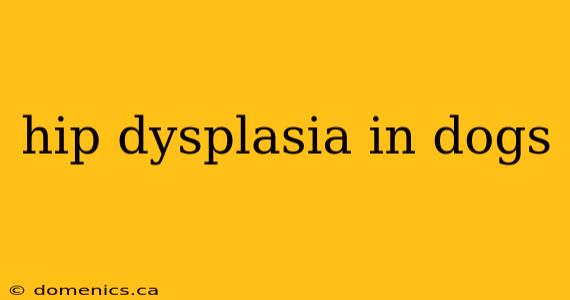 hip dysplasia in dogs