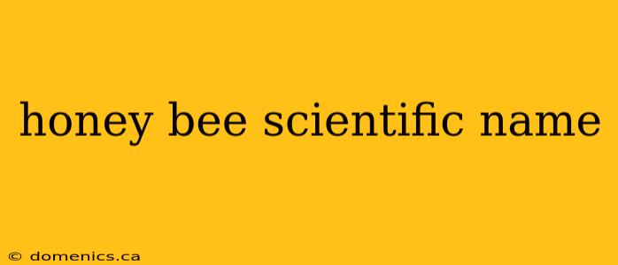 honey bee scientific name