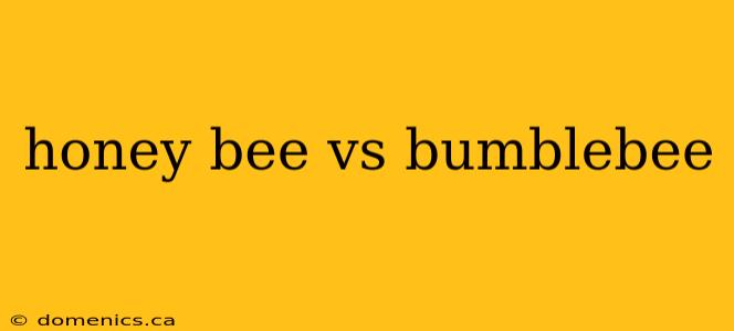 honey bee vs bumblebee