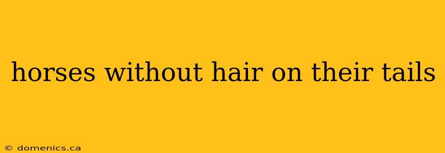 horses without hair on their tails