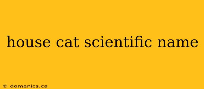 house cat scientific name