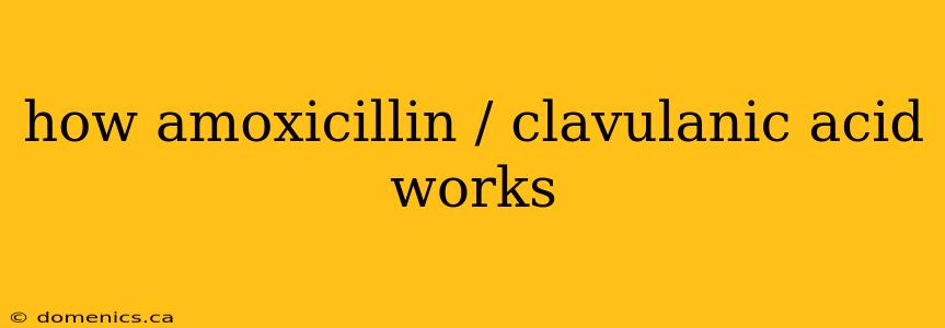 how amoxicillin / clavulanic acid works