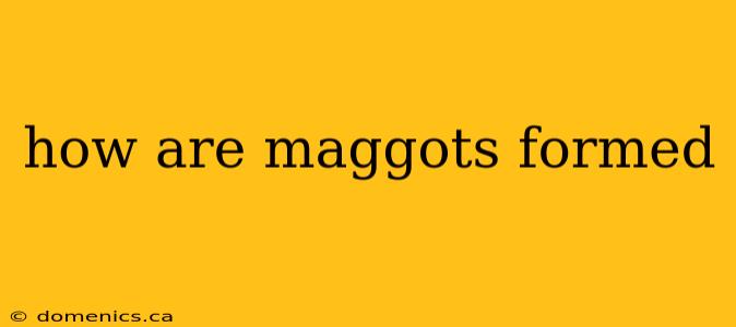 how are maggots formed