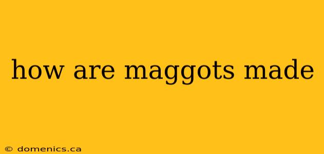 how are maggots made