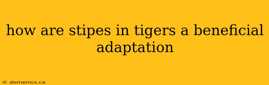 how are stipes in tigers a beneficial adaptation