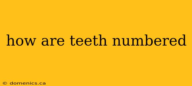 how are teeth numbered