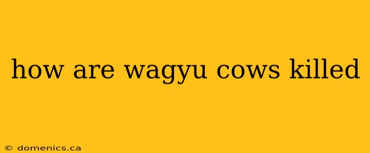 how are wagyu cows killed