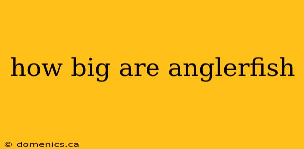 how big are anglerfish