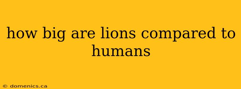 how big are lions compared to humans