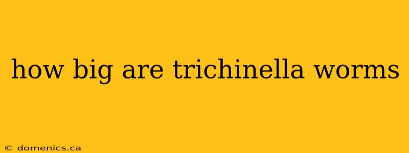 how big are trichinella worms